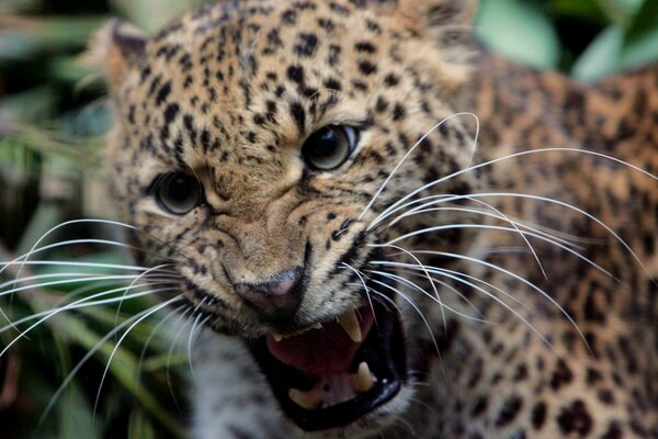 Growling angry leopard in the jungle