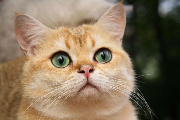 Hermoso gato blanco