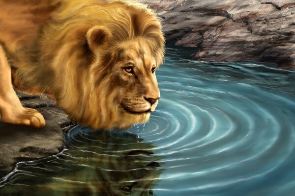 The lion drinks water and look into the distance