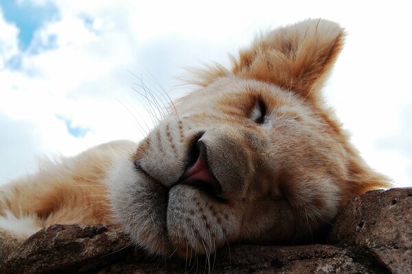 Cucciolo di leone soffice sulle rocce. Sopra il cielo