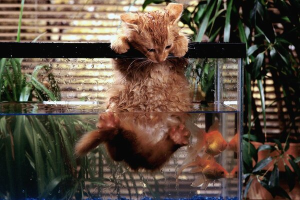 El gato rojo cayó en el acuario a los peces