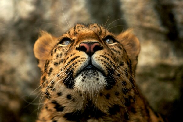 Attentive beautiful spotted leopard