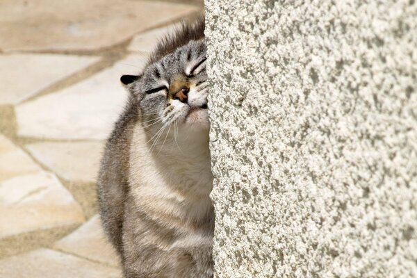 El gato pica sobre la piedra