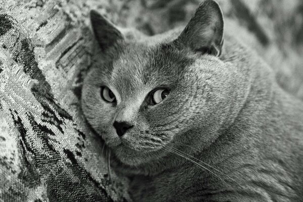 Muso del British Shorthair