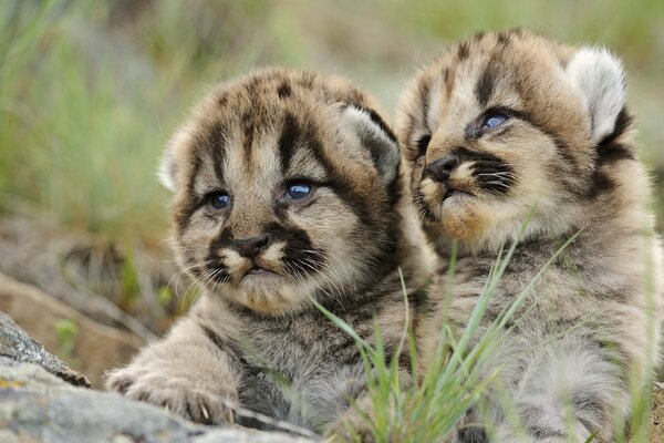 Tiger cubs with a cute look