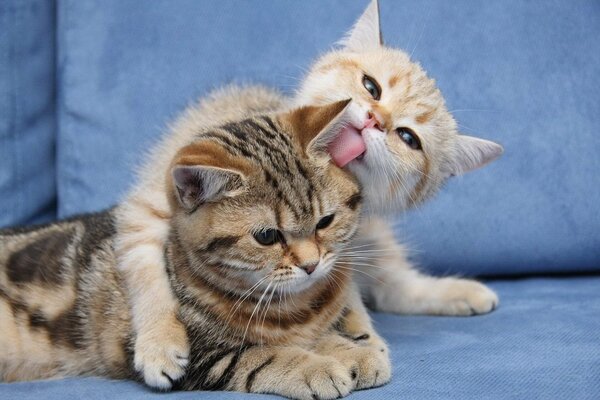 The cat is licking the cat on the couch