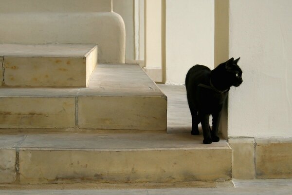 Gato negro caminando por las escaleras