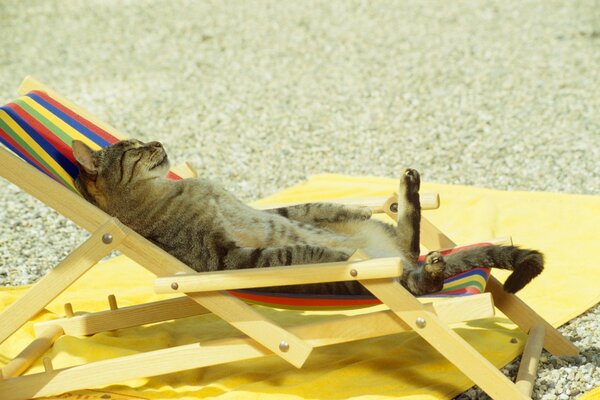 El gato se relaja en una tumbona en la playa