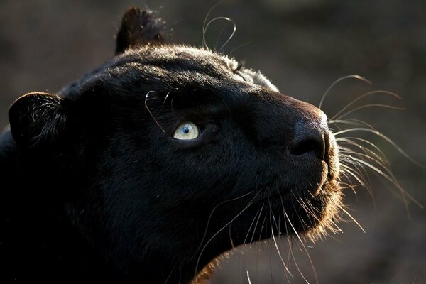 Black Panther looks up