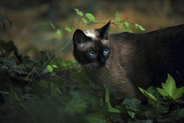 Siamesische Katze wird im Gras gejagt