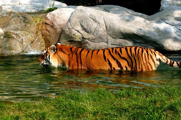 Un tigre se baña en un hermoso estanque