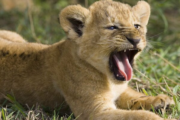 Baby lion cub , and already what teeth