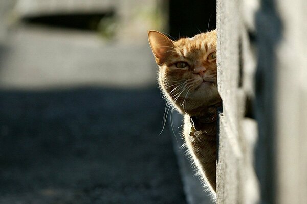 Gatto rosso fa capolino guardando