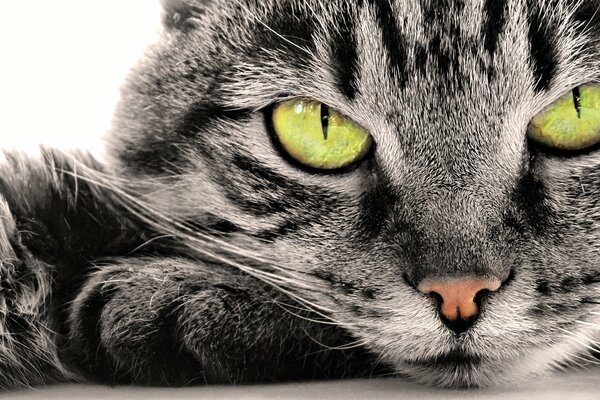 Portrait d un chat rayé pelucheux gris. Grands yeux verts