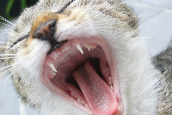 Picture of a cat with an open mouth