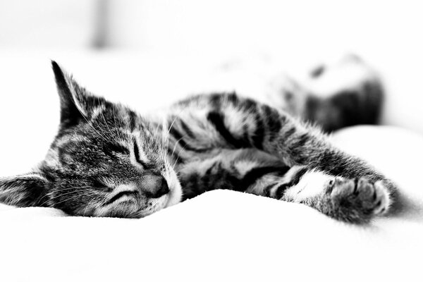 Czarno-biały kot śpi na prześcieradle