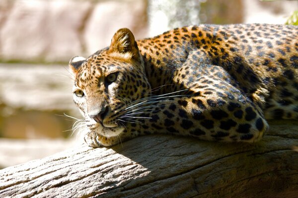 Il leopardo giace su un albero e guarda in lontananza