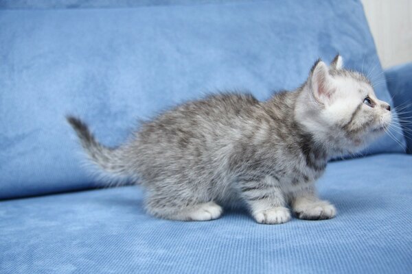 A small gray cat is sitting on a blue sofa