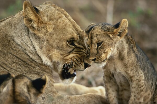 Lionne en colère grogne sur le lionceau