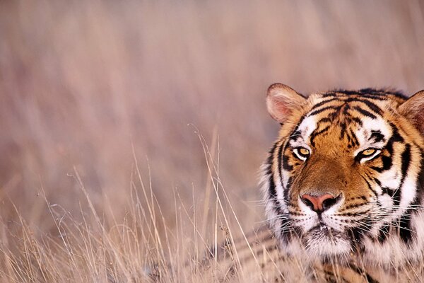 La dura mirada de un tigre en la hierba