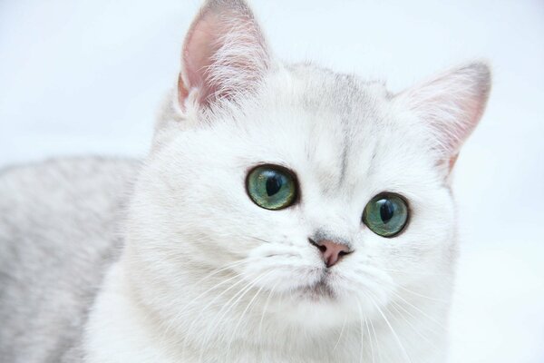 Hermoso gato blanco como la nieve con ojos verdes