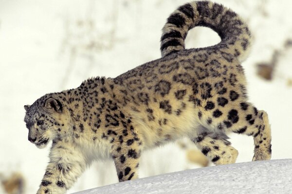 A snow leopard with a curl tail walks through the snow