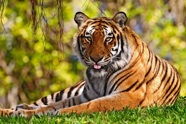 El tigre descansa sobre la hierba verde