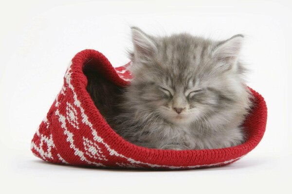 Pequeño gatito peludo durmiendo en un sombrero