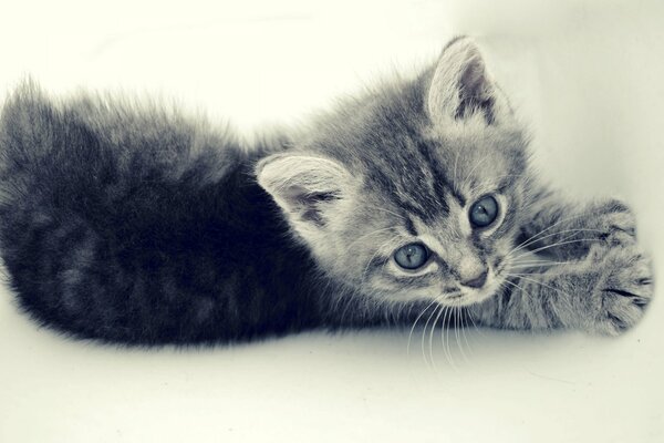 Fluffy kitten with striped paws