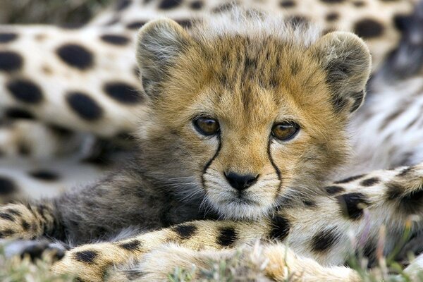 Soy un gatito pero pronto seré un León