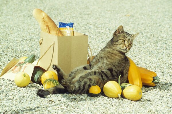 Kotofey lies wearily by a torn paper bag with scattered vegetables