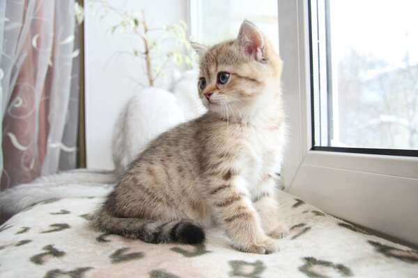 Chaton mignon sur le rebord de la fenêtre