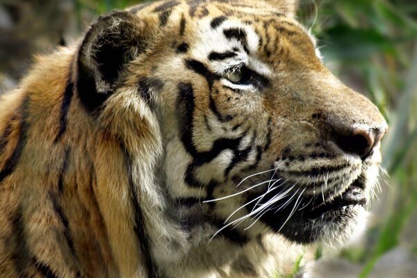 Lo sguardo prepotente di una tigre che guarda in lontananza