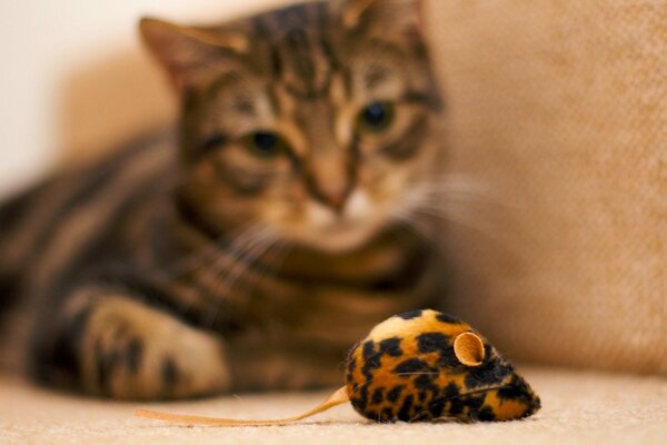 Кот наблюдает за игрушечной мышью