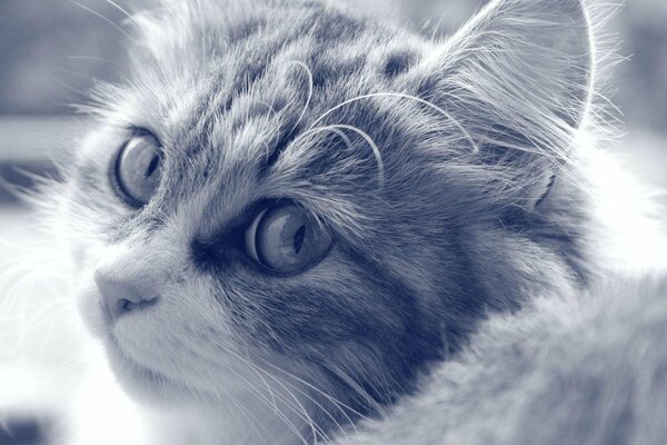 Foto in bianco e nero di un simpatico gatto