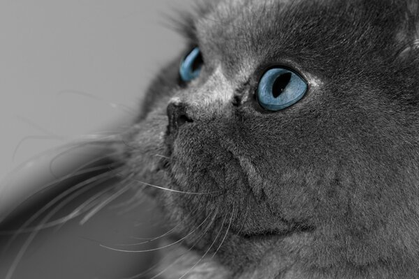 Blick auf die blauen Augen der grauen Katze