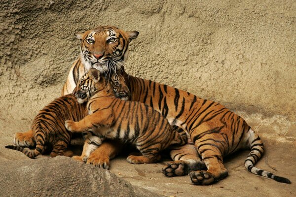 Die Familie der Raubtiere ist eine Tigerin mit Tigern