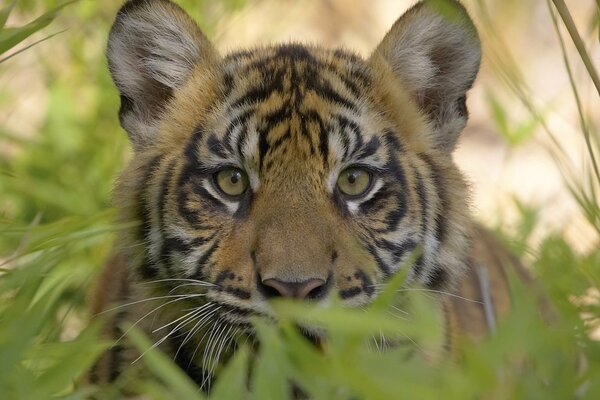 Le tigre regarde derrière les buissons