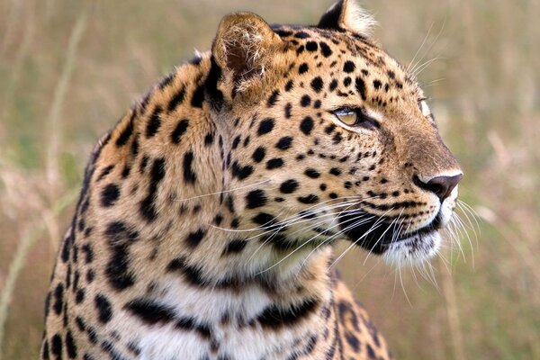 Uno sguardo ravvicinato al leopardo nella savana