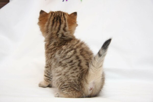 Pequeño gatito con la espalda