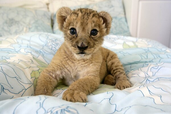 The lion cub is lying on the bed
