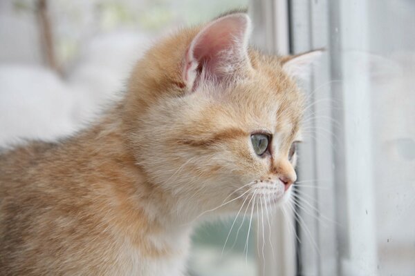 Chaton Rousse regarde par la fenêtre