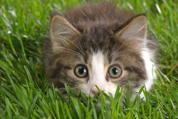 Blanc et gris joli petit chaton se trouve sur l herbe