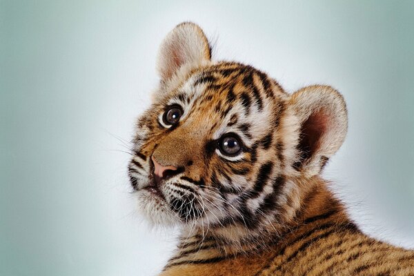 A little tiger cub with cute eyes