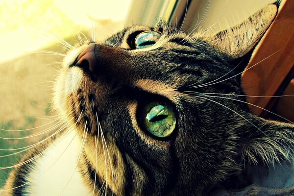 Gato con ojos verdes mirando hacia el cielo