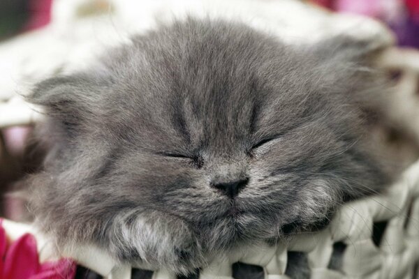 Sleeping next to a cute kitten