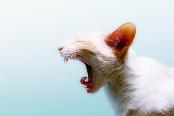 Imagen de un gato con la boca abierta en el perfil