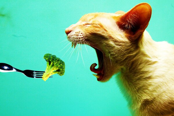 Cat eats broccoli with fork