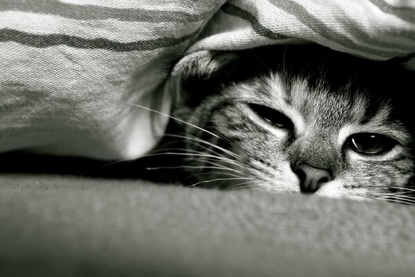 Un gato bajo una manta con un bonito hocico