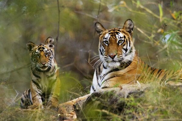 A family of cats. Tigress with a tiger cub in nature